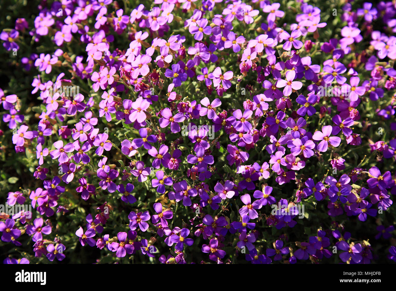 Aubrieta deltoidea is a species of flowering plant in the mustard family. Common names are lilacbush, purple rock cress and rainbow rock cress Stock Photo