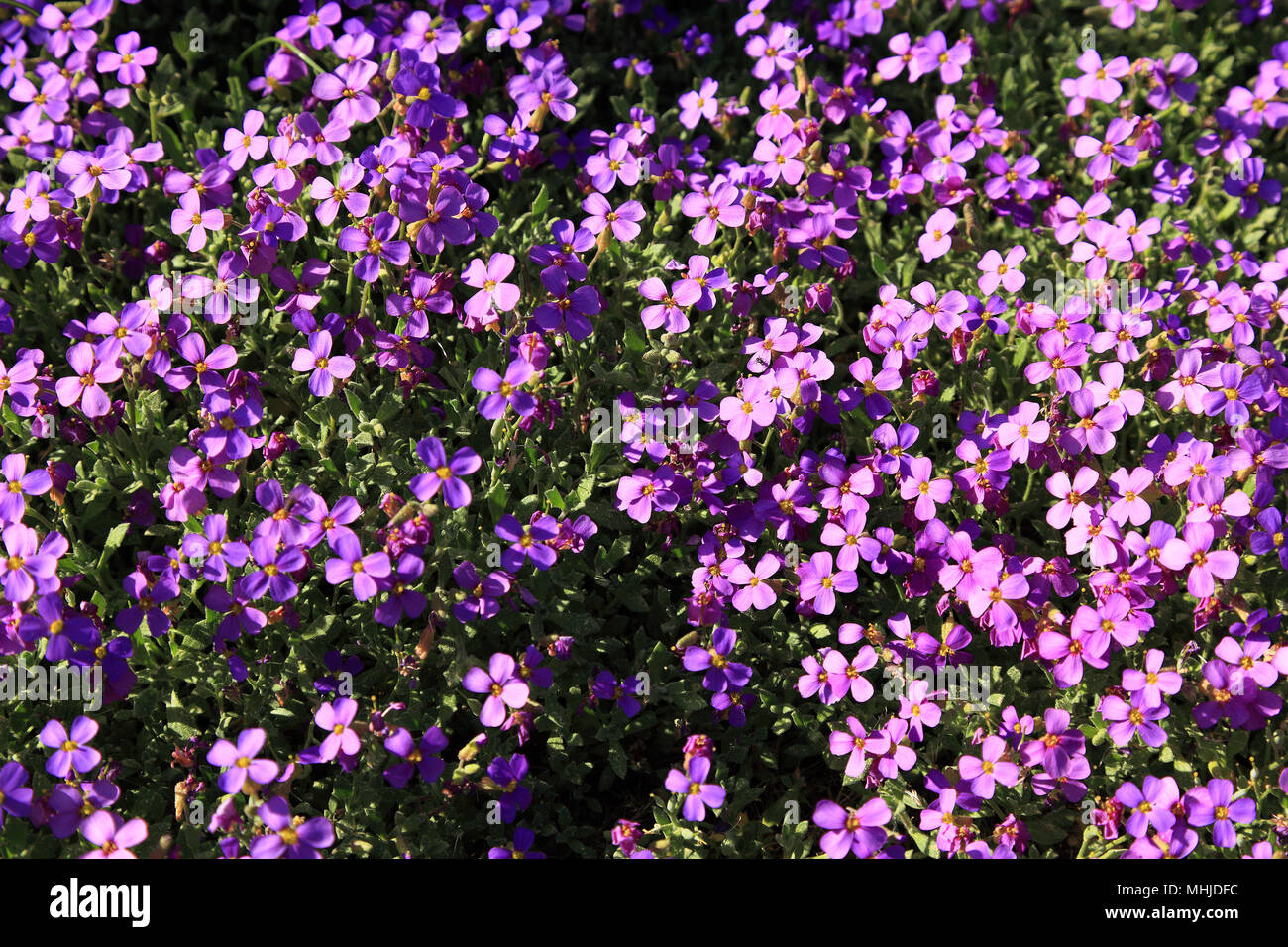 Aubrieta deltoidea is a species of flowering plant in the mustard family. Common names are lilacbush, purple rock cress and rainbow rock cress Stock Photo