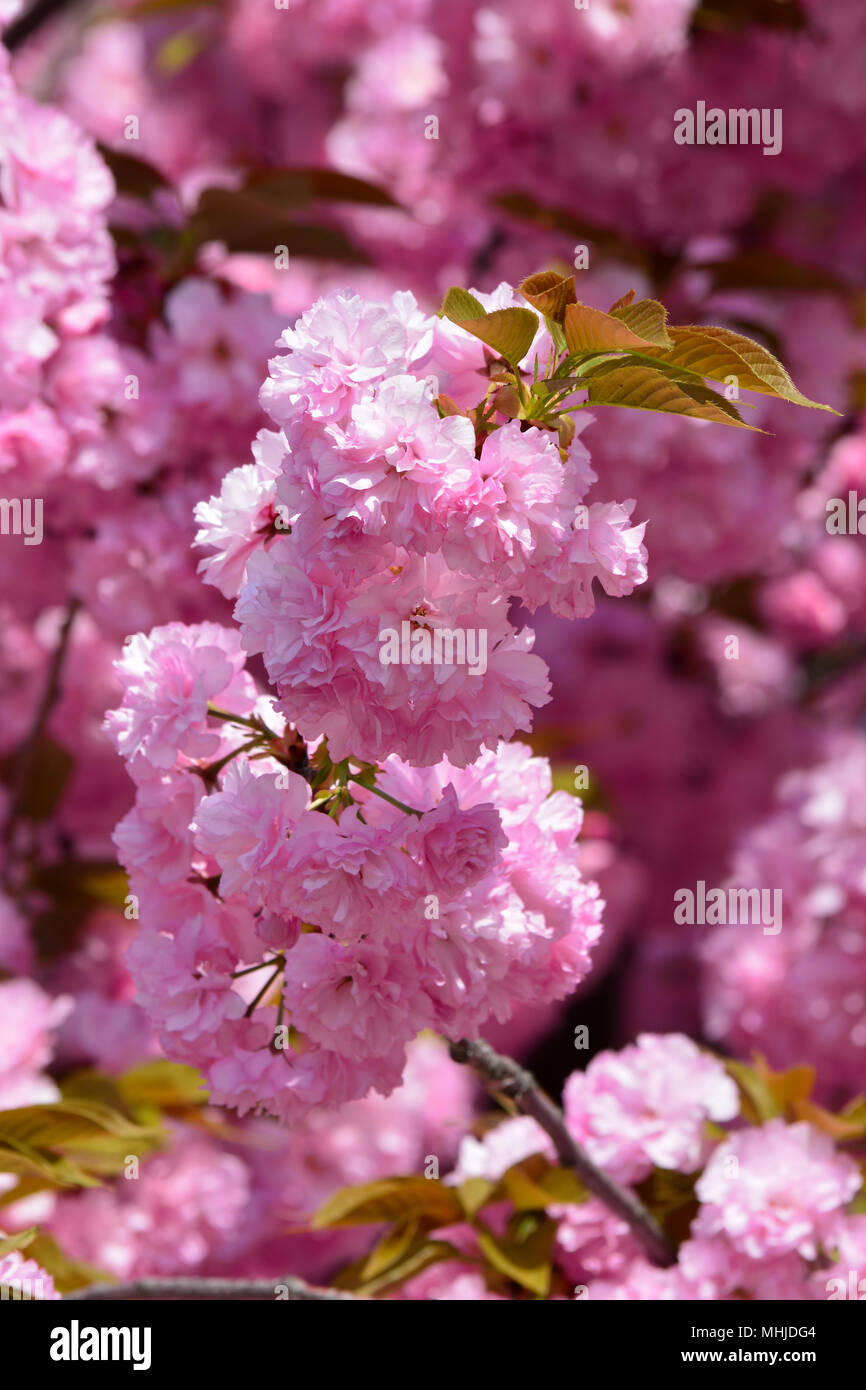 Big cluster of Japanese cherry flowers in foreground and full frame of Sacura flowers in backround, floral spring background, vertical orientation Stock Photo