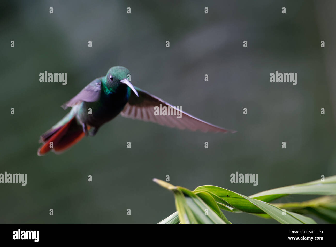 Hummingbird flying backwards hires stock photography and images Alamy