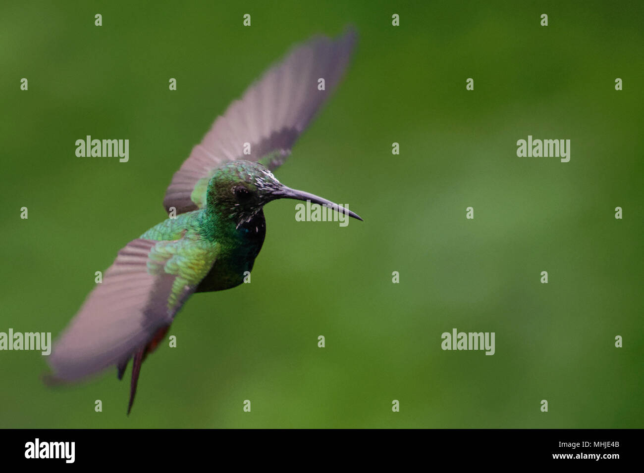 Solved A flying hummingbird picks up charge as it moves
