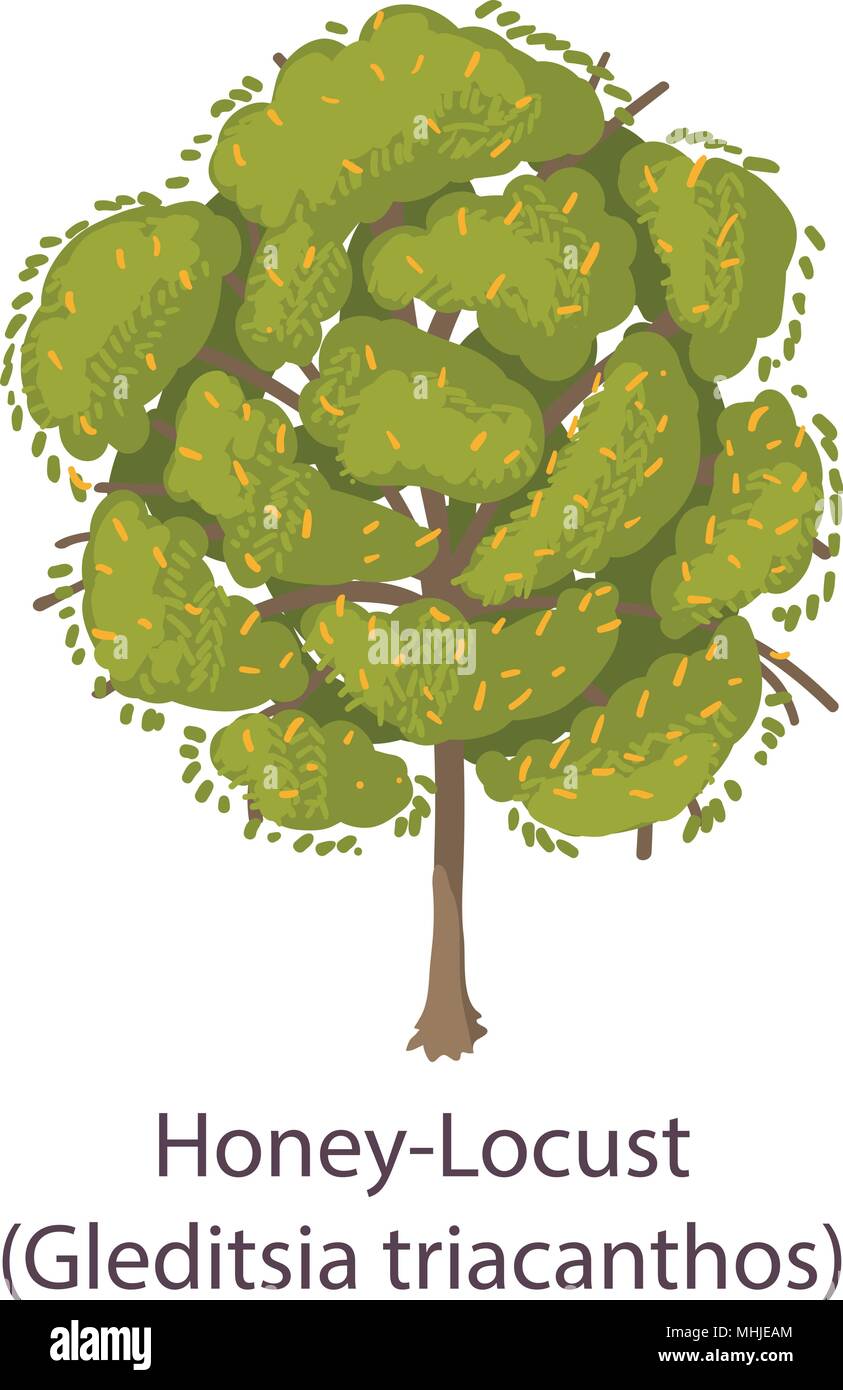 Honey locust icon, flat style Stock Vector