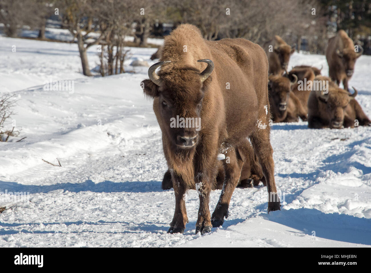european bison portrait on snow background Stock Photo - Alamy