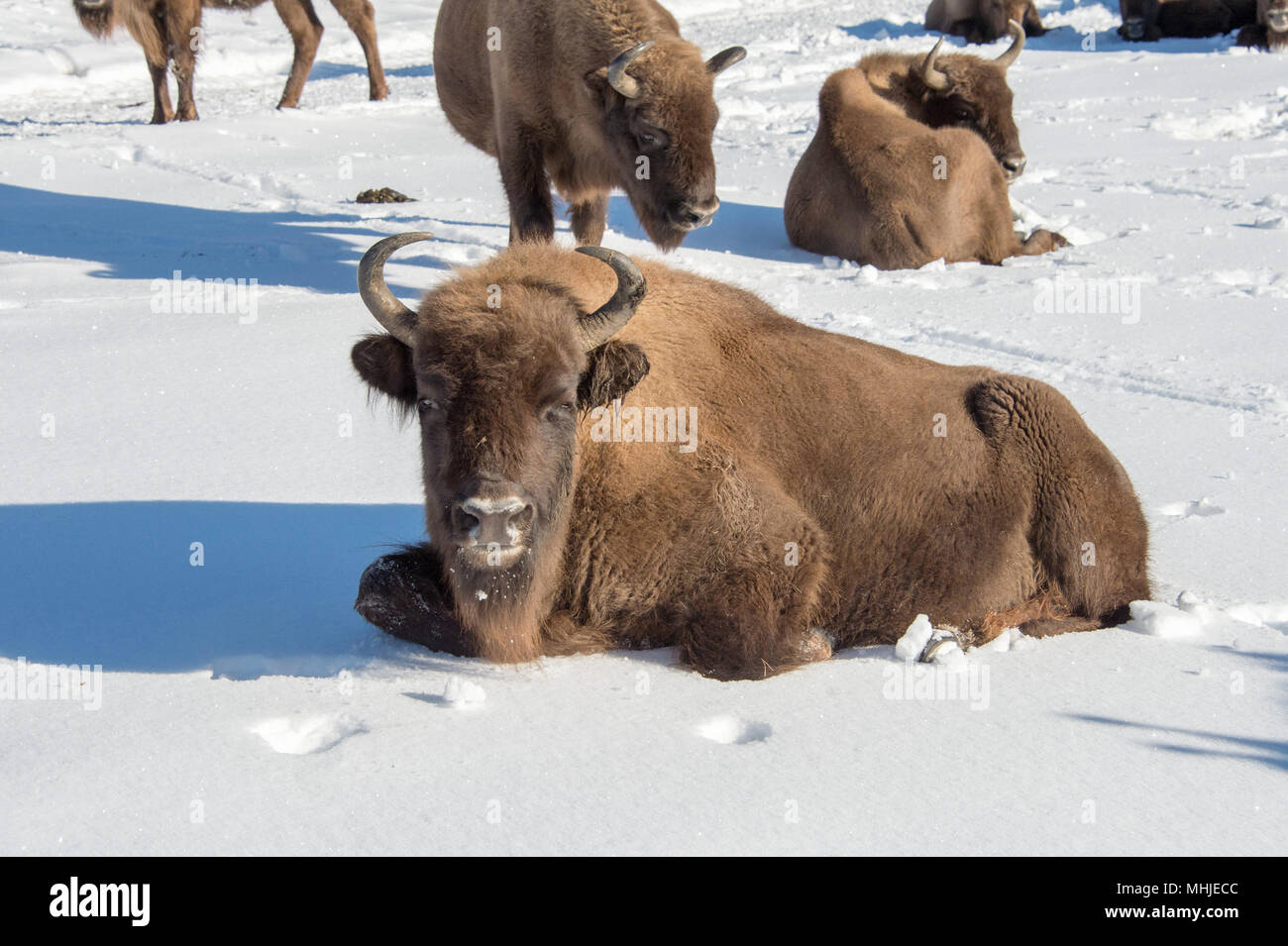european bison portrait on snow background Stock Photo - Alamy