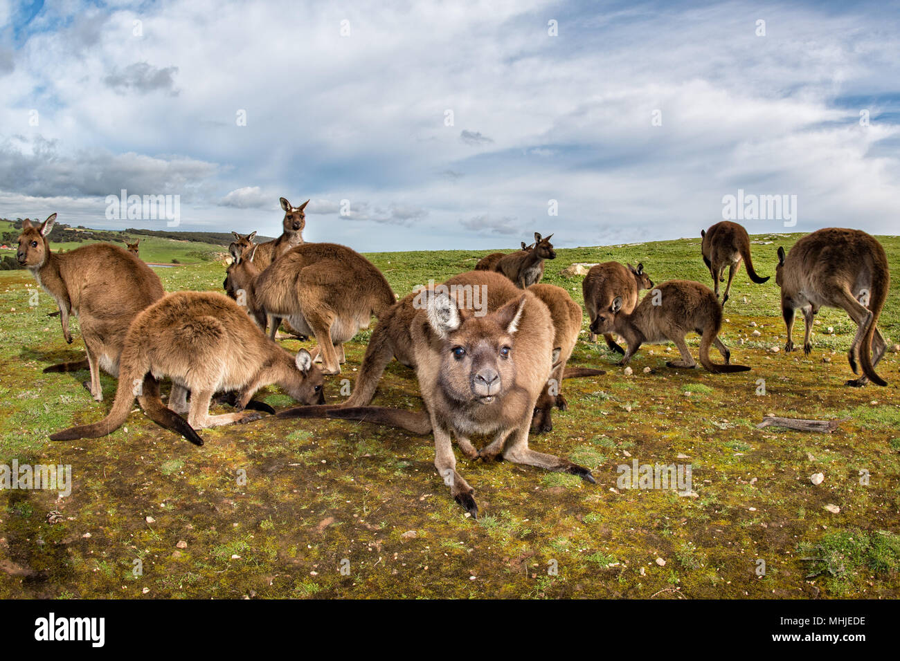 Kangaroos family while looking at in kangaroo island stokes bay on cloudy sky background Stock Photo