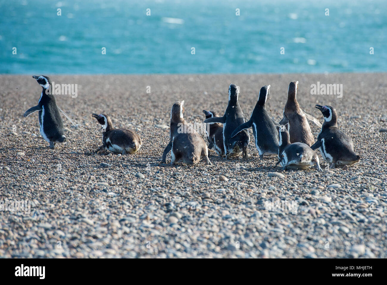 Patagonia penguin group while walking on the beach Stock Photo