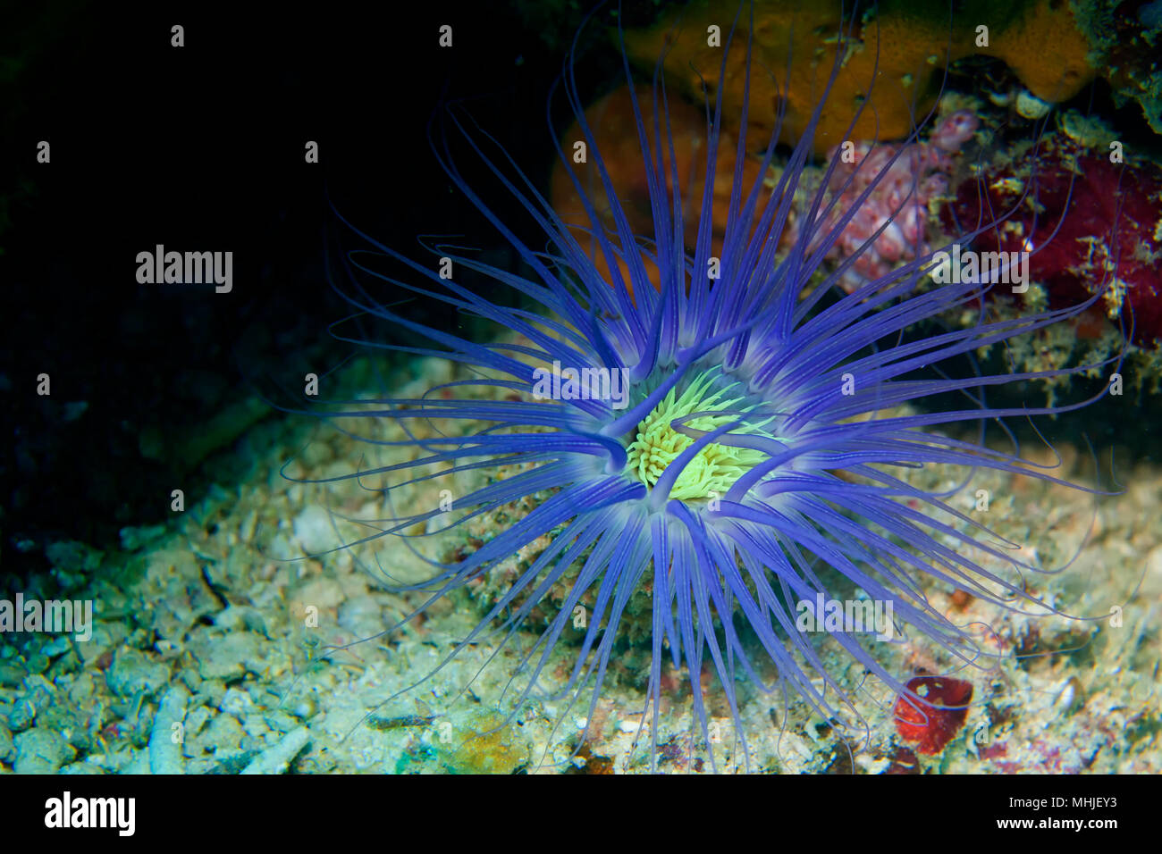A sea worm looks like an underwater flower in Sipadan, Borneo, Malaysia Stock Photo