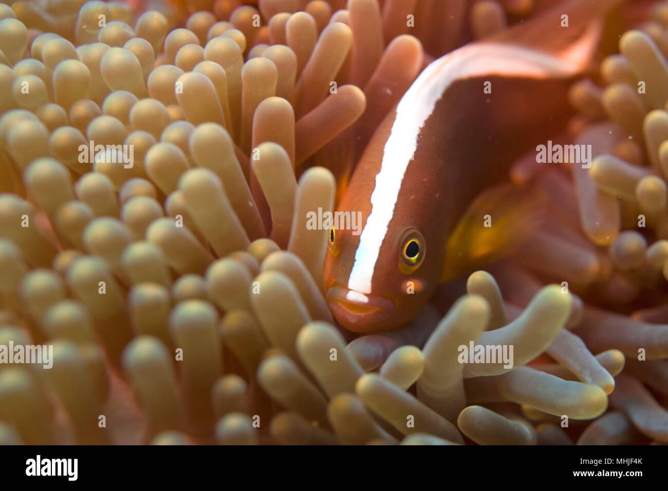 An isolated clown fish hiding into an anemone with a shrimp Stock Photo