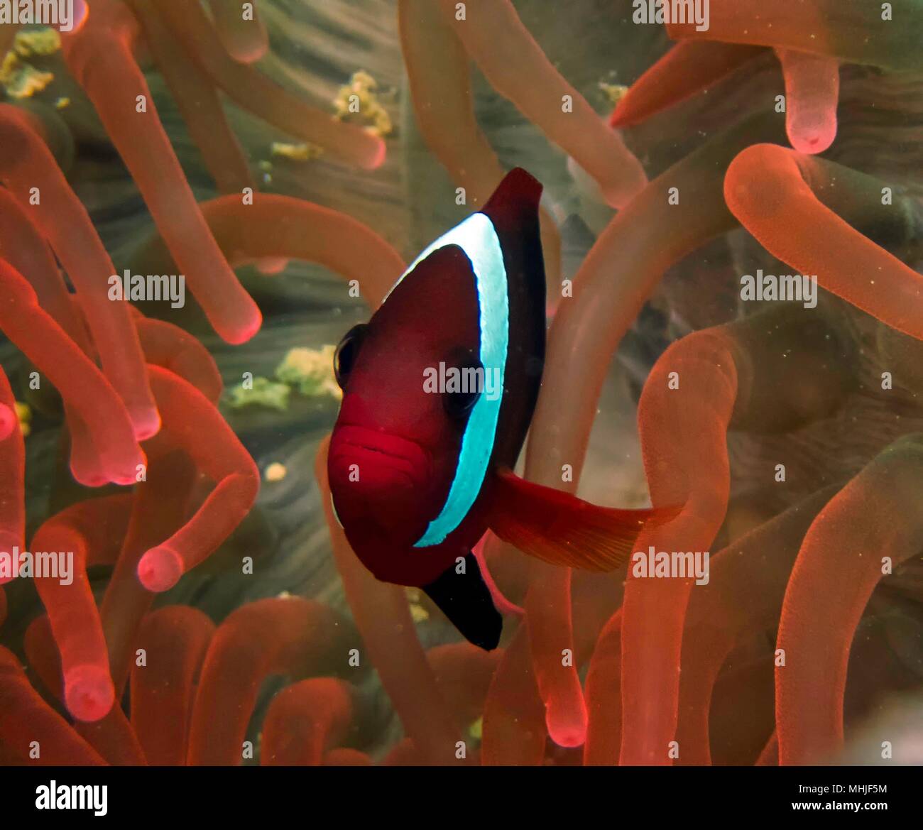 A Tomato Clown Fish (Amphiprion frenatus) swimming in a red anemone in the Pacific Ocean. Stock Photo