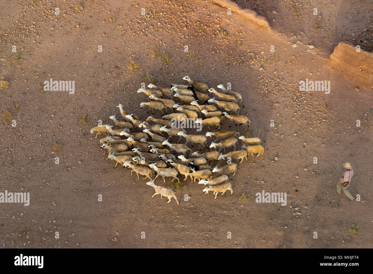 A sheep flock herd in Maroc near Marrakech aerial view Stock Photo - Alamy