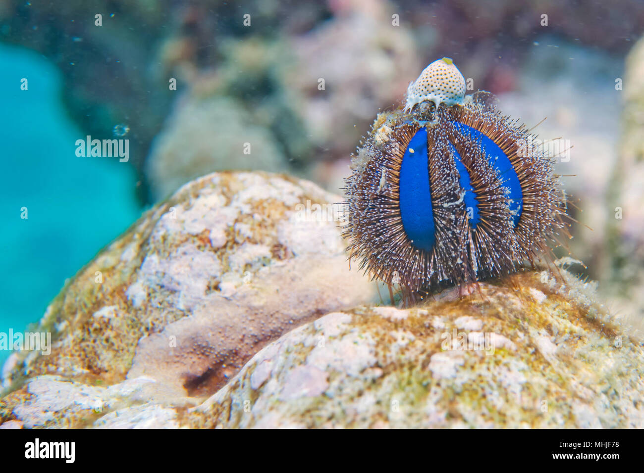 An isolated blue sea urchin while climbing on a rock Stock Photo