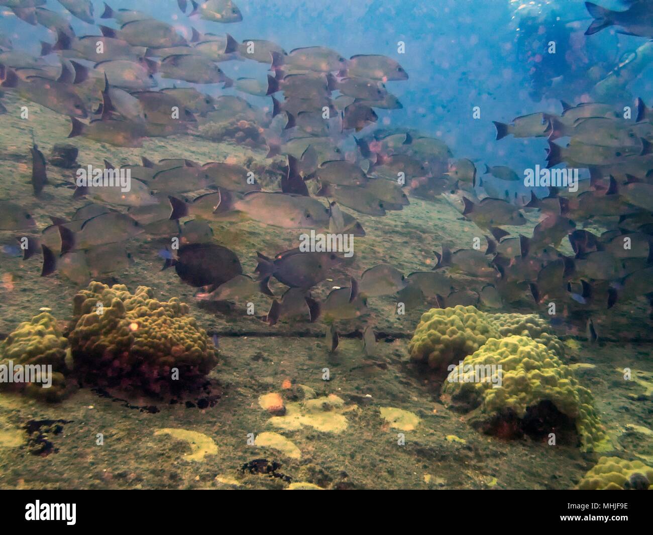 A school of Blacktail Snapper on a shallow ship wreck in Truk Lagoon ...