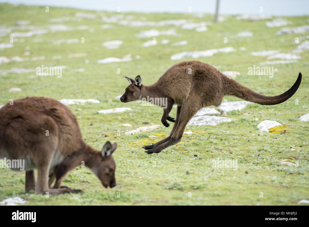 Kangaroos Jumping High Resolution Stock Photography and Images Alamy