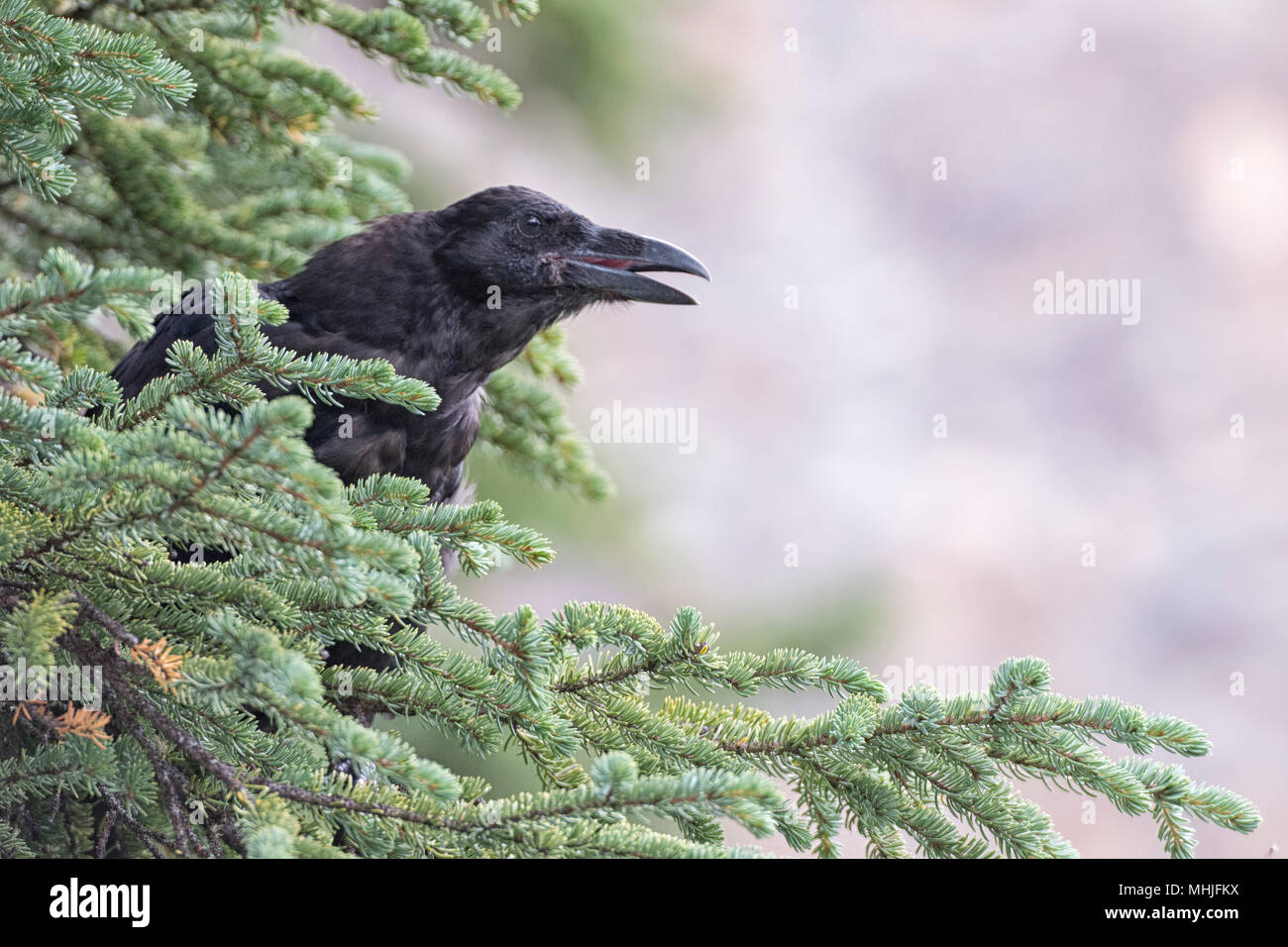 Raven on a tree portrait Stock Photo - Alamy
