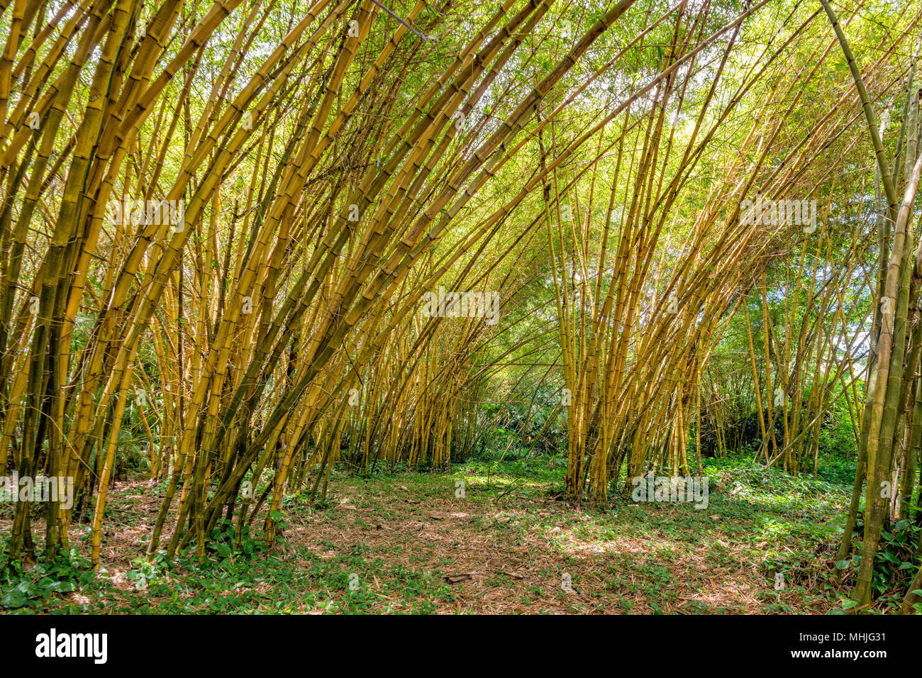 Inside a giant bamboo forest very high plants Stock Photo Alamy