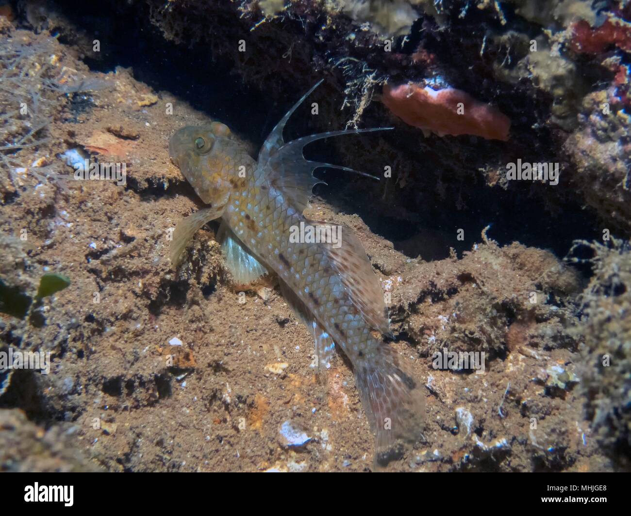 A juvenile Mud Reef Goby in Truk Lagoon displaying it's dorsal fin Stock Photo Alamy