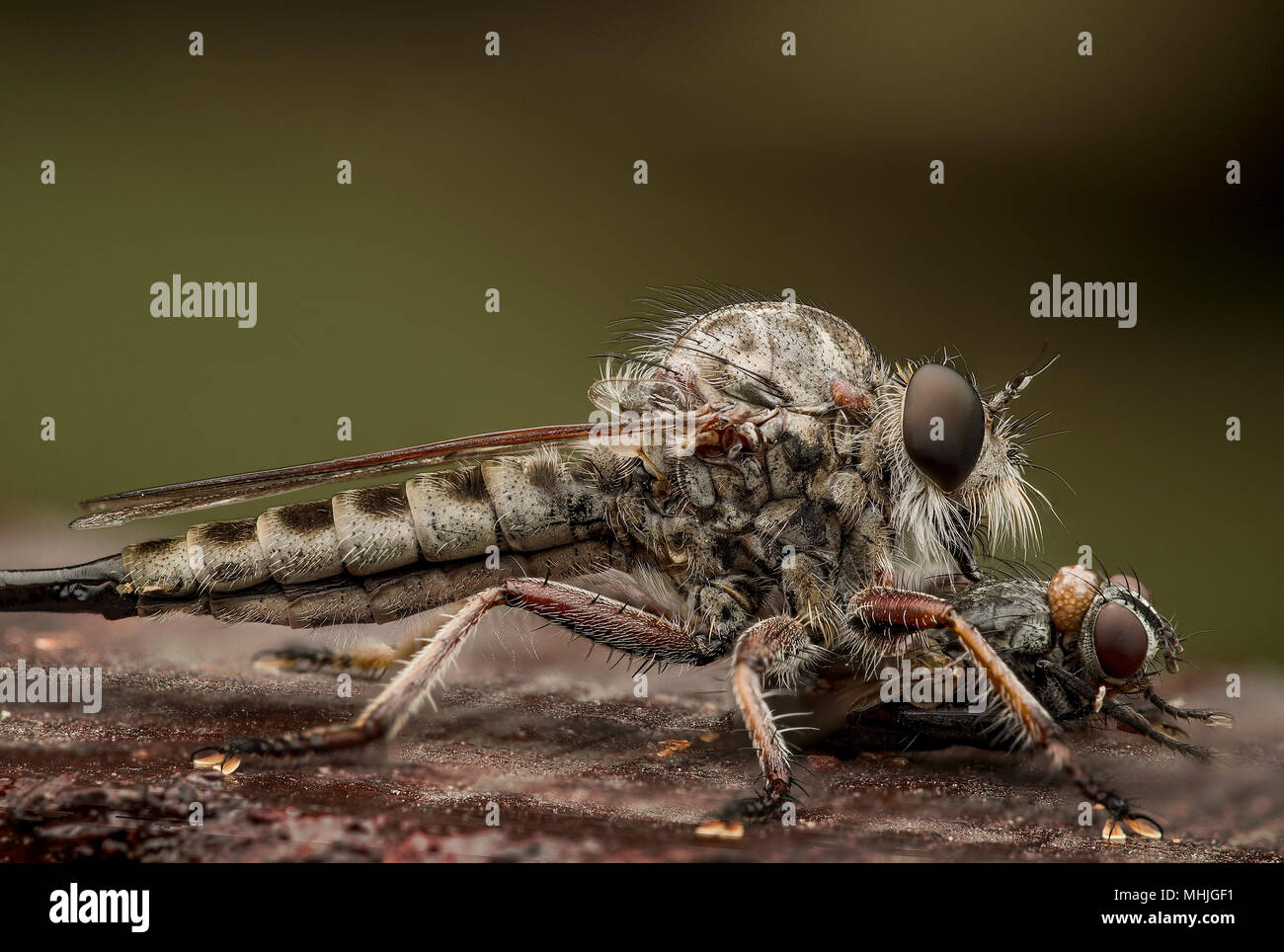 Robberfly - Asilidae Stock Photo