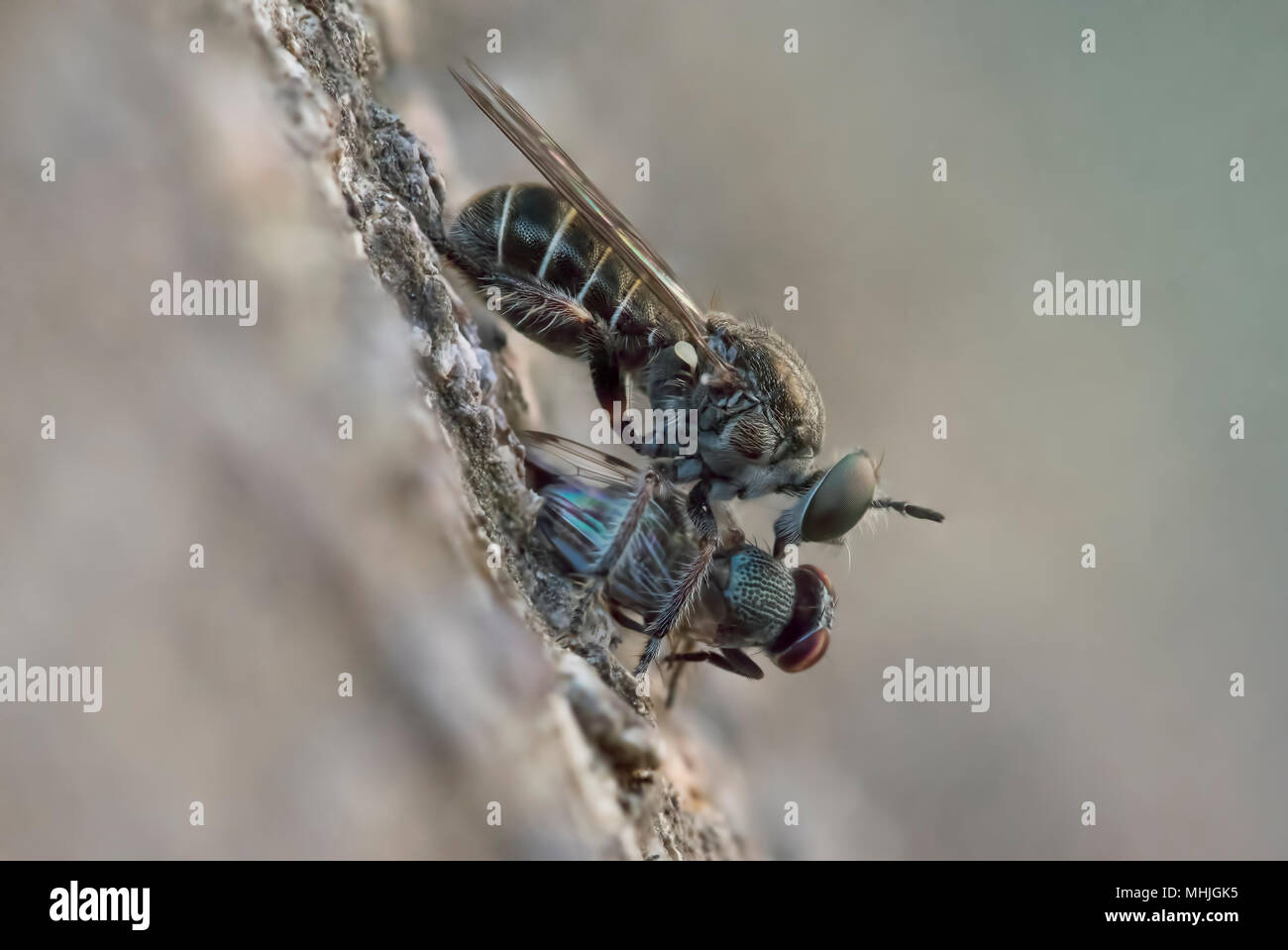 Robberfly - Asilidae Stock Photo