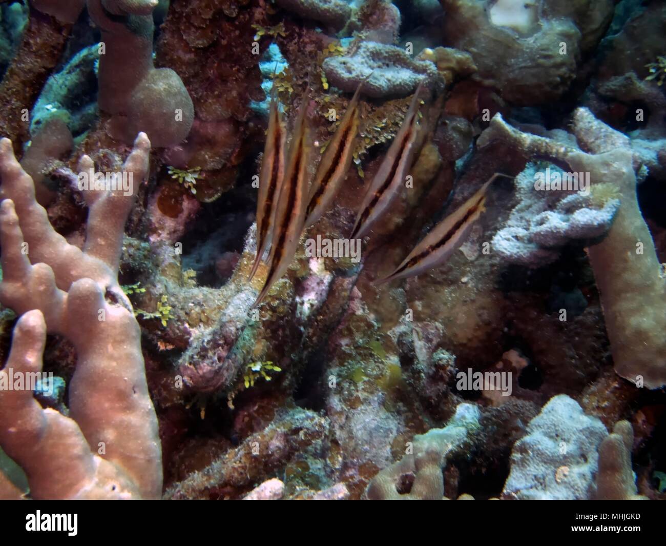 Razorfish (Aeoliscus strigatus) dancing along the coral in Truk Lagoon Stock Photo