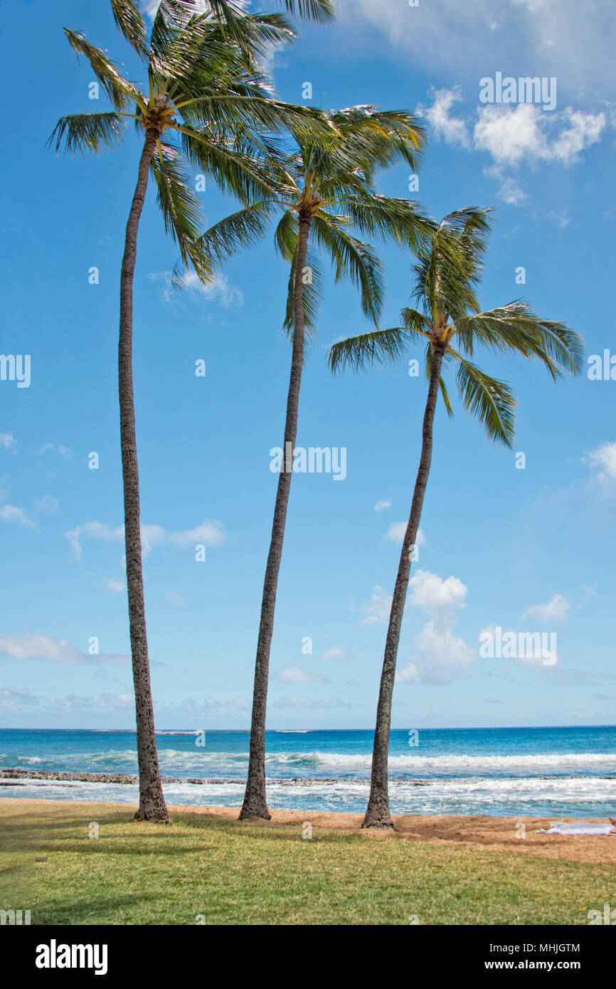 Coconut trees in Hawaii Poipu beach landscape panorama on sunny day