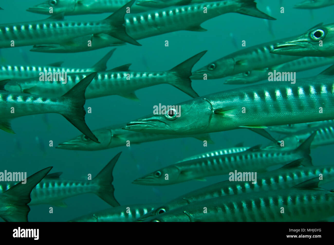 Inside a school of barracuda in Sipadan, Borneo, Malaysia Stock 