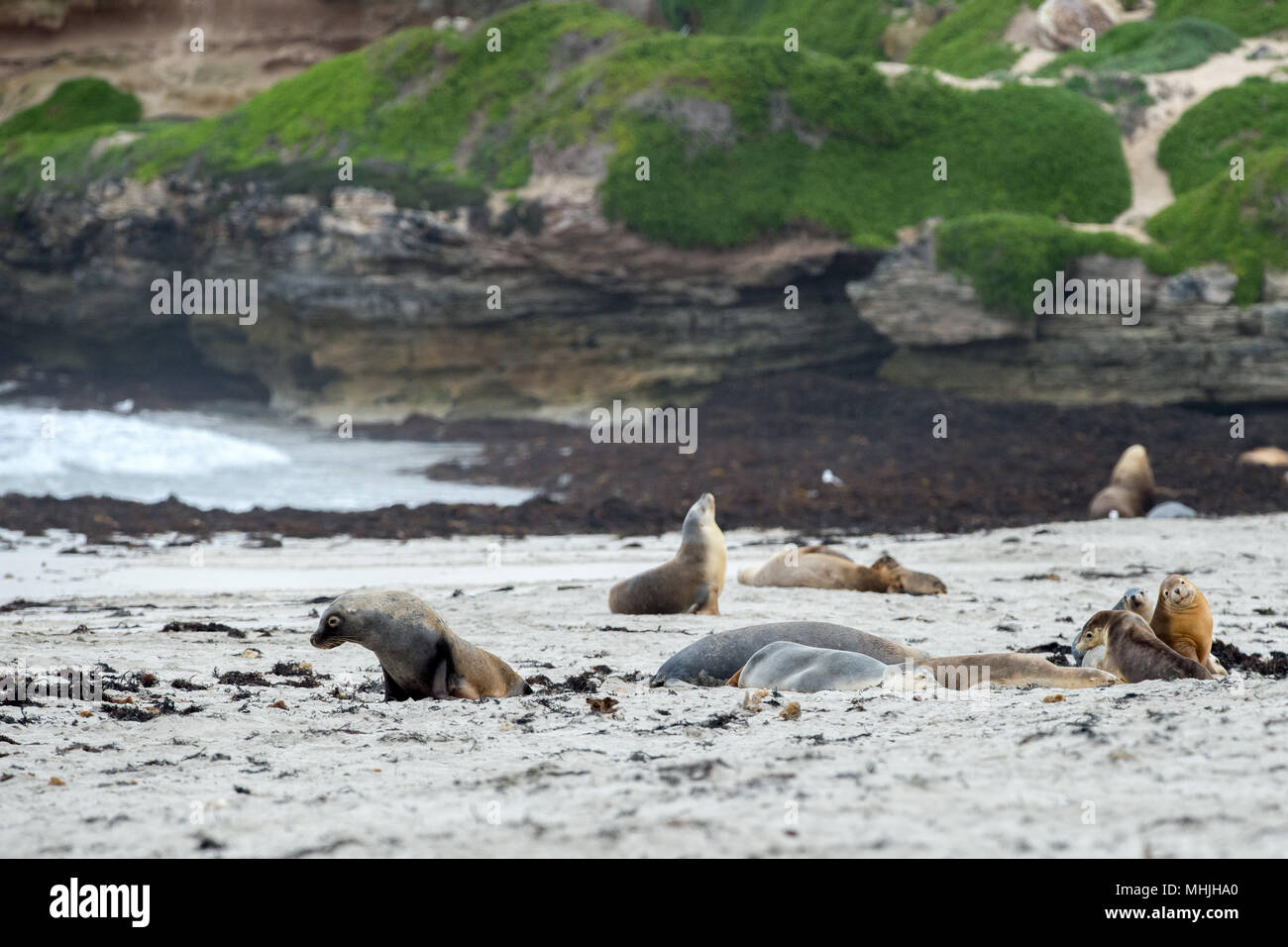 australian sea lion in kangaroo island sandy beach Stock Photo Alamy