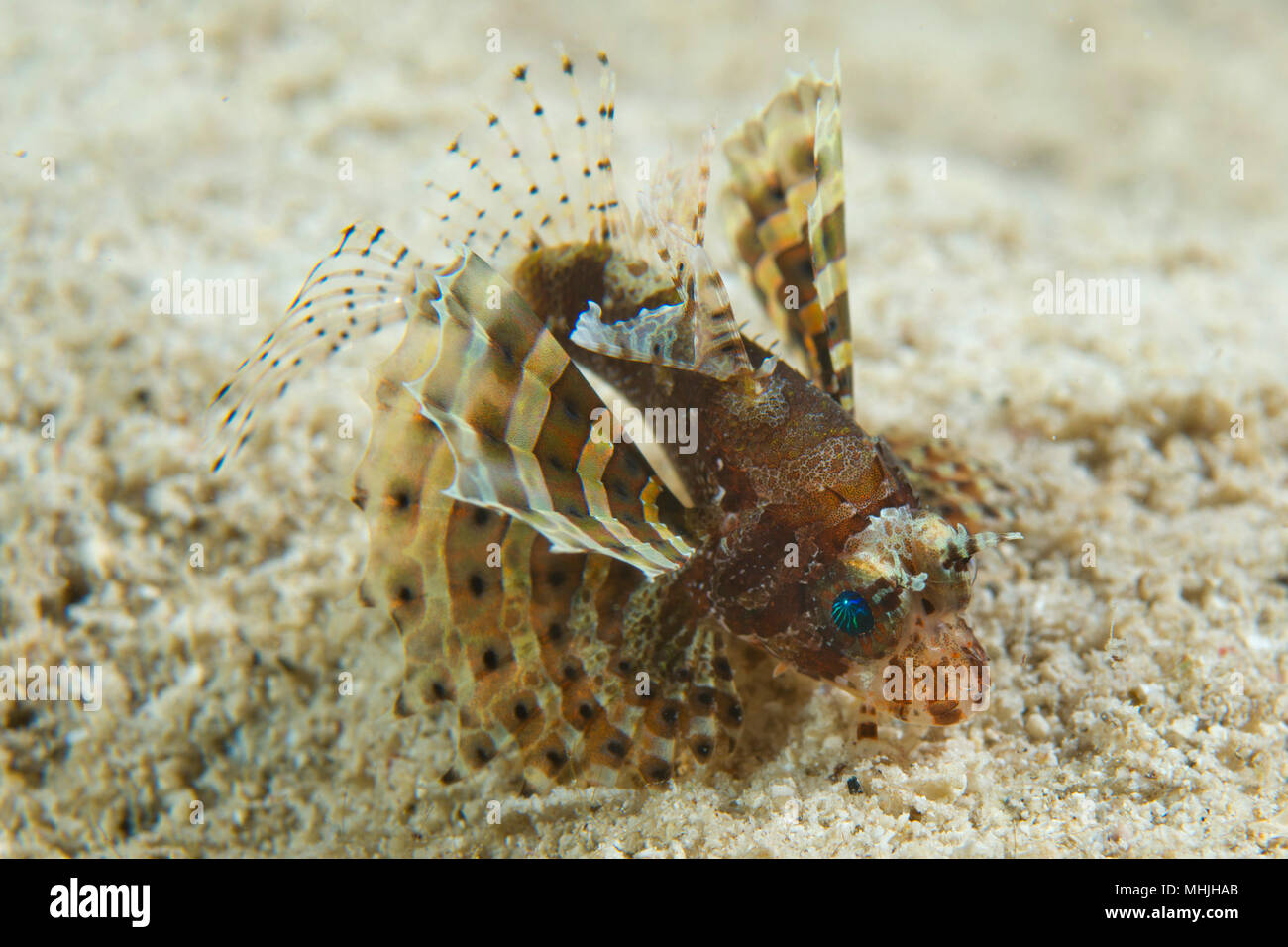 Devil Fish scorpion from Philippines Stock Photo