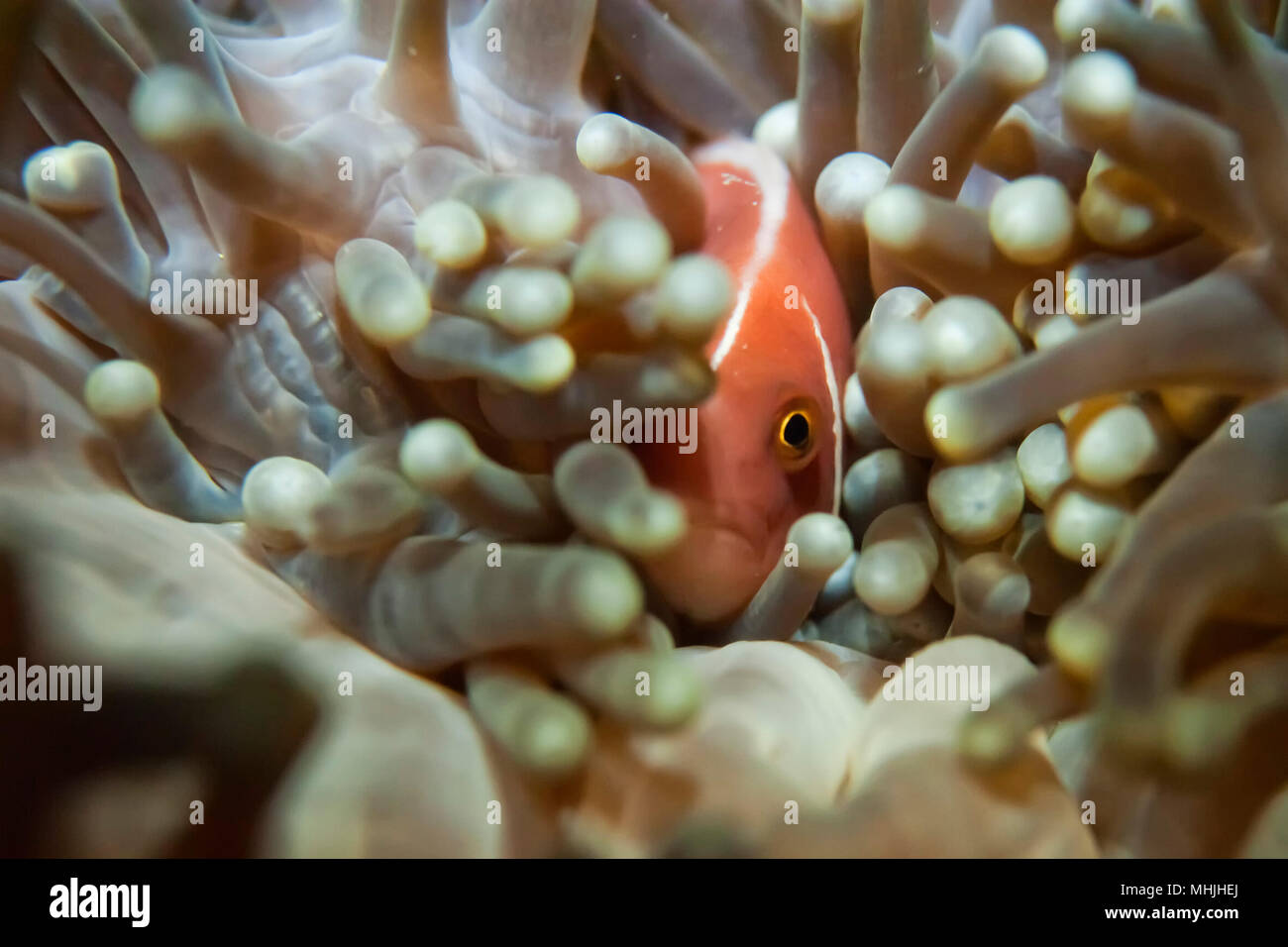 An isolated clown fish hiding into an anemone with a shrimp Stock Photo