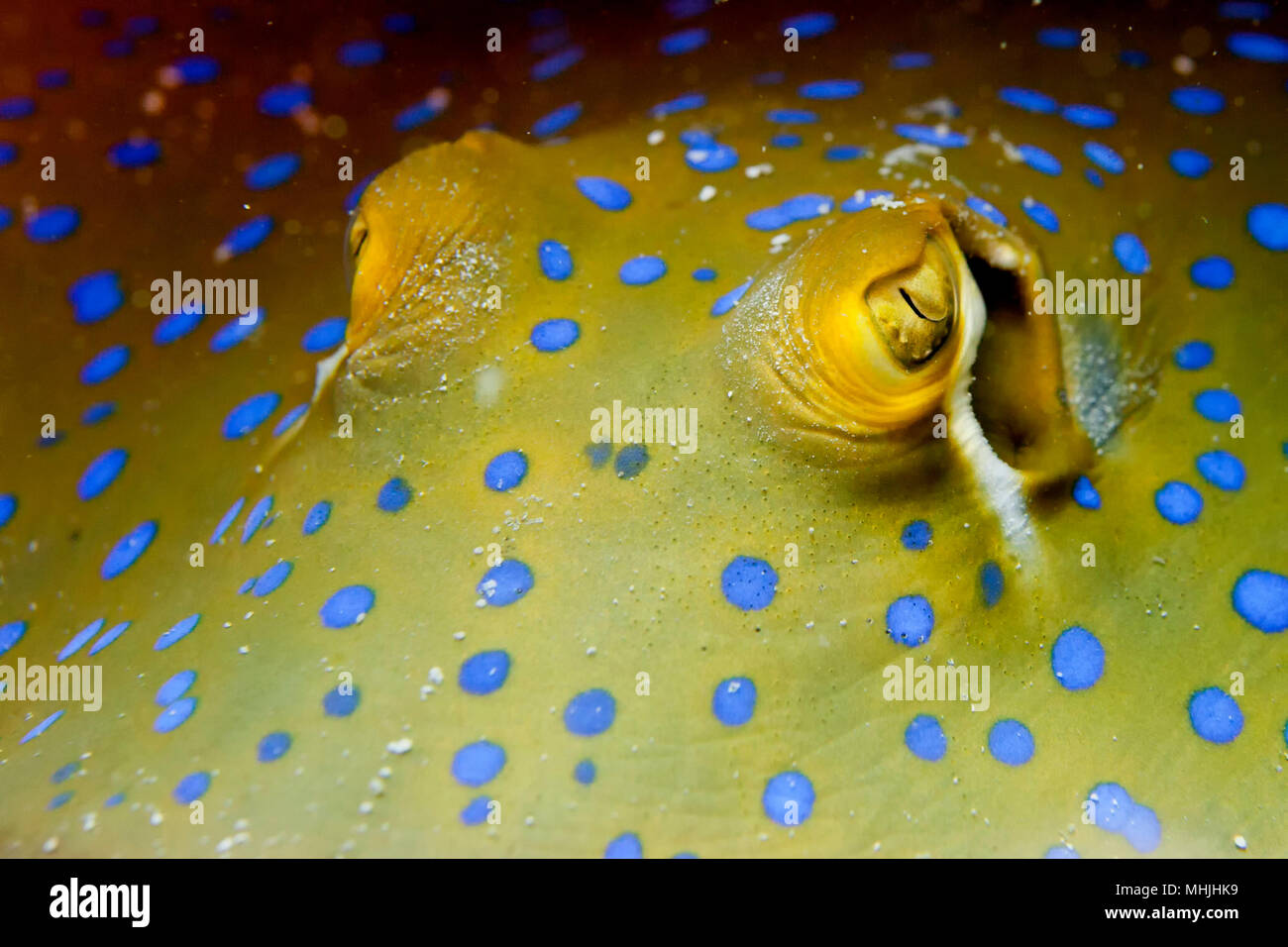 Blue Spotted ray close up eyes detail in Sipadan, Borneo, Malaysia Stock Photo