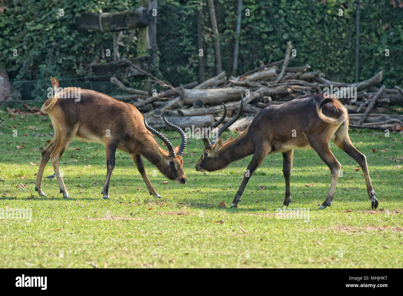 Impala African deers while fighting Stock Photo