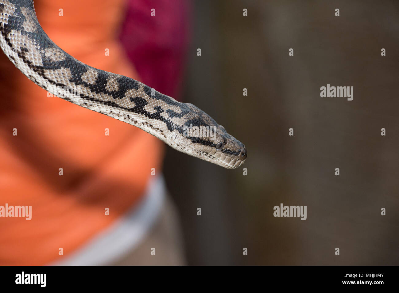 Python snake portrait while hanging from man Stock Photo - Alamy