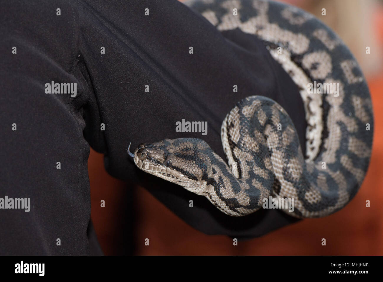Python snake portrait while hanging from man Stock Photo - Alamy