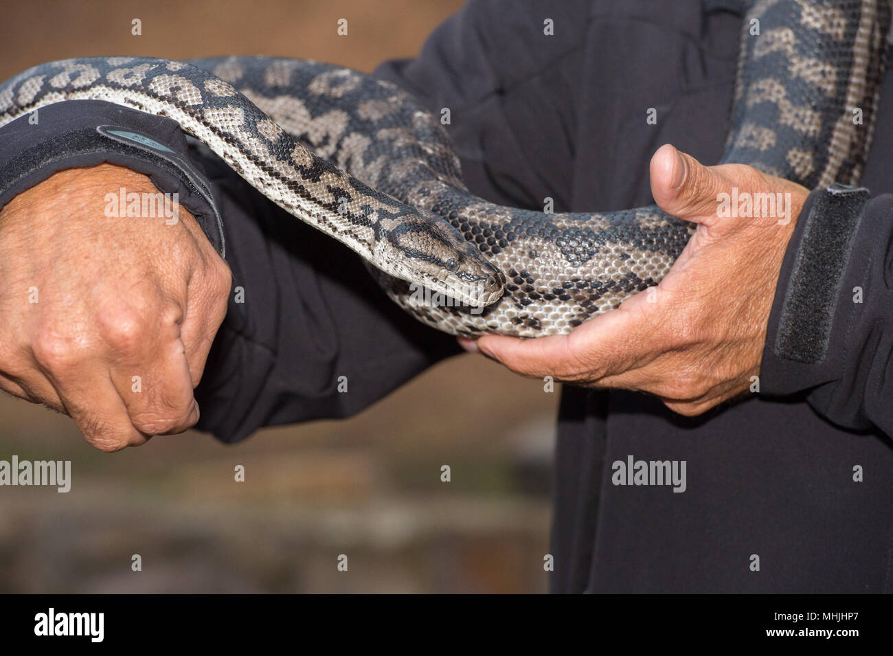 Python snake portrait while hanging from man Stock Photo - Alamy