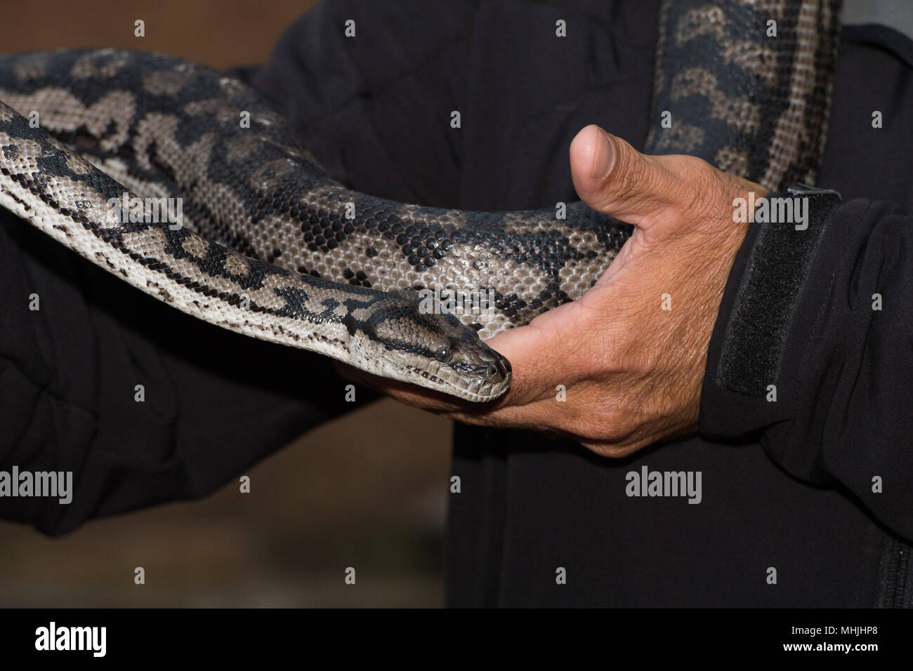 Python snake portrait while hanging from man Stock Photo - Alamy