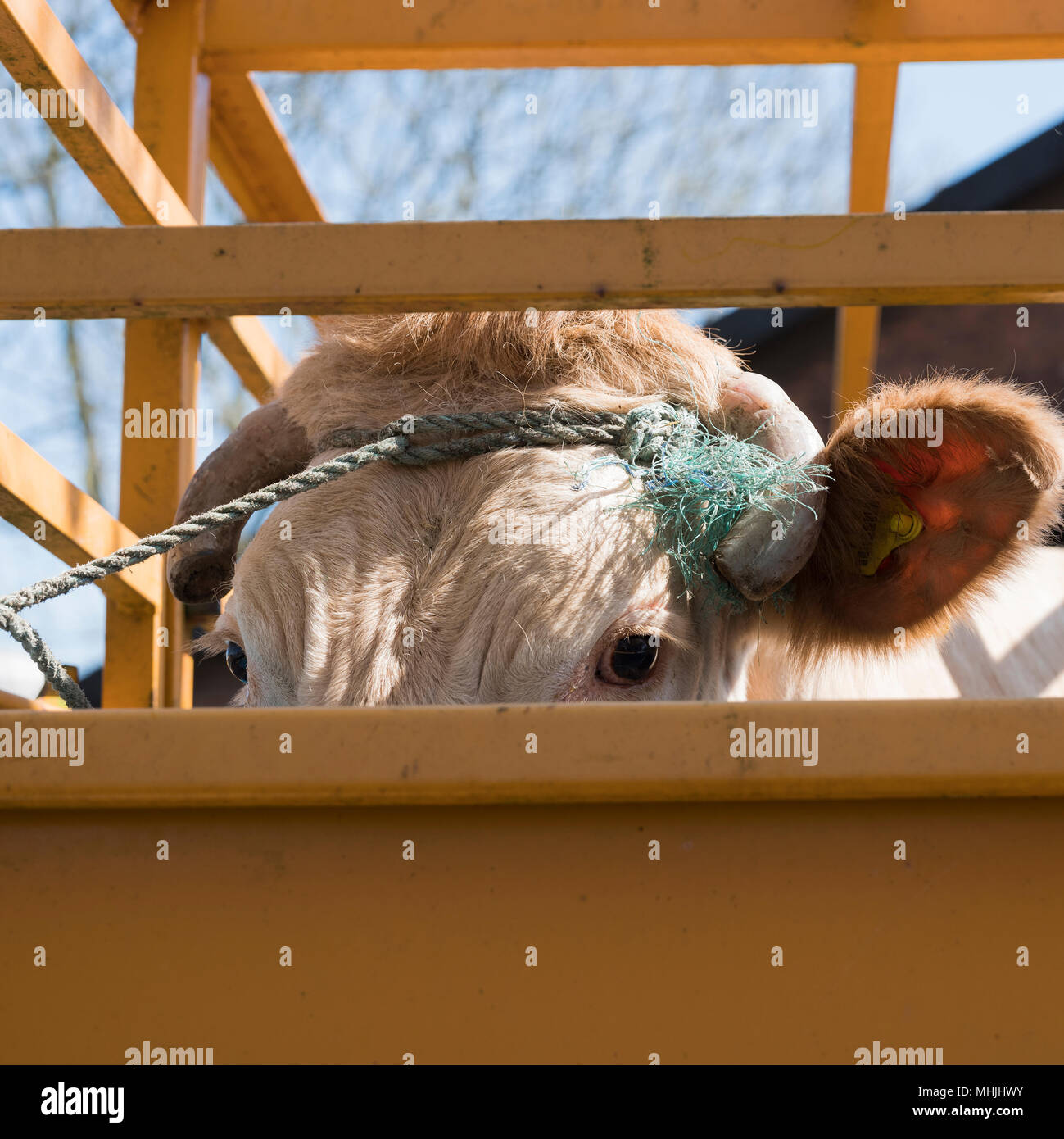 Beef cattle transport hi-res stock photography and images - Alamy