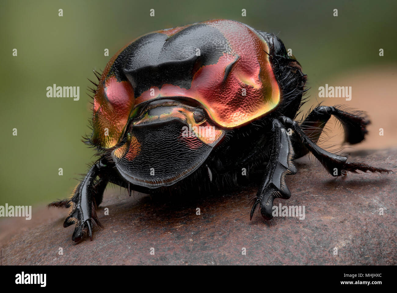 Dung beetle hi-res stock photography and images - Alamy