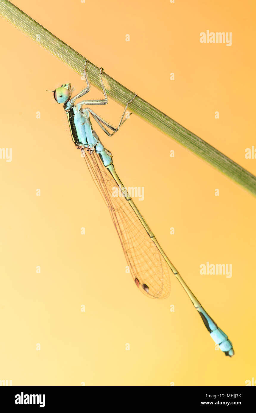 Close up photo of damselfly hi-res stock photography and images - Alamy