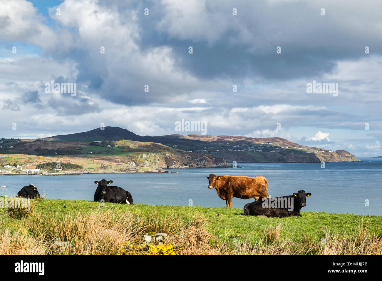 Picture of four cows in a green field over looking the ocean. Stock Photo