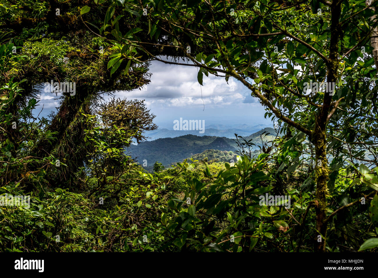 Mountain Cloud Forest Landscape Stock Photo