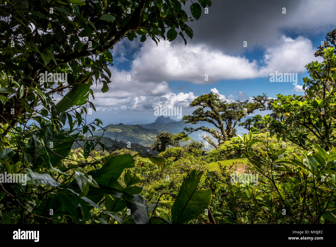 Mountain Cloud Forest Landscape Stock Photo