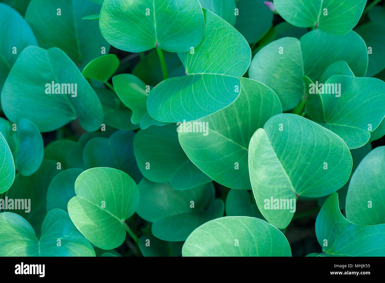 Green oval leaves background Stock Photo - Alamy