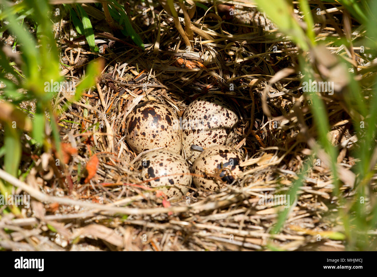 Spotted sandpiper nest with eggs, Lochsa Wild and Scenic River, Northwest Passage Scenic Byway, Clearwater National Forest, Idaho Stock Photo
