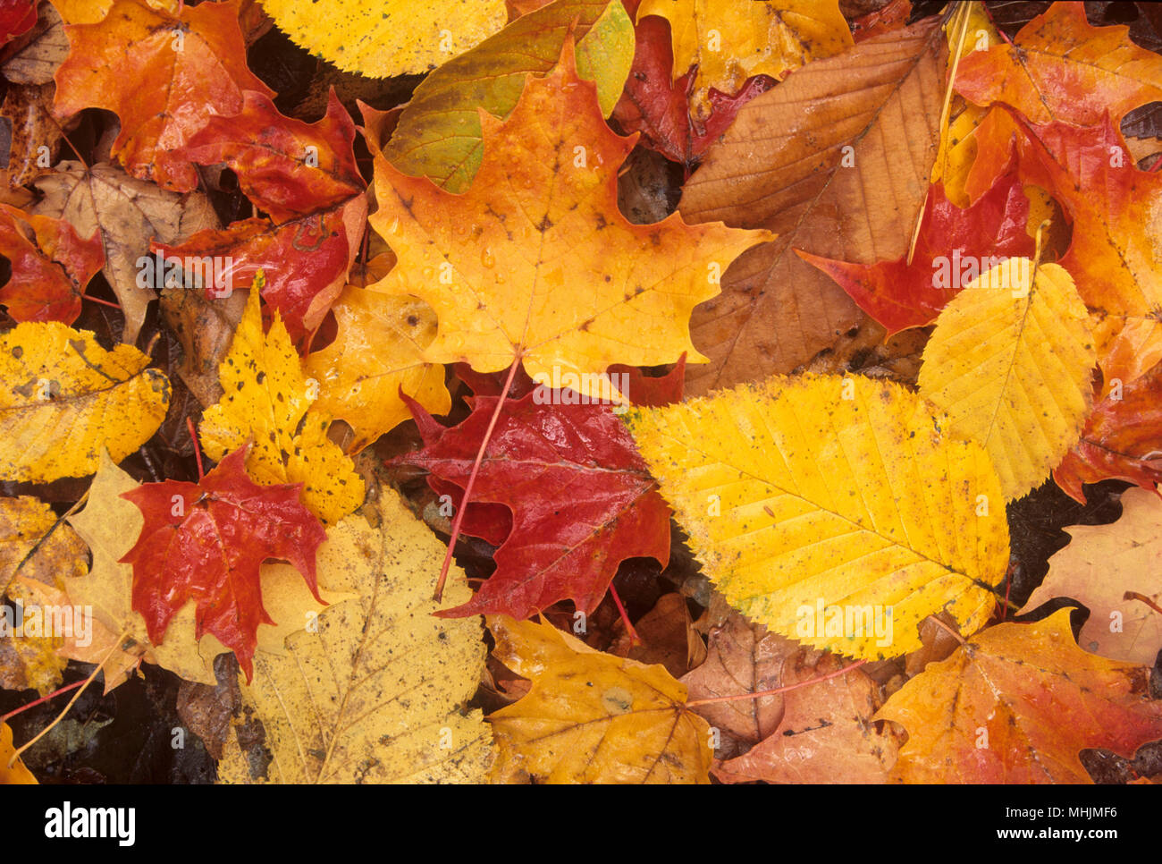 Leaf litter, Monroe State Forest, Massachusetts Stock Photo Alamy