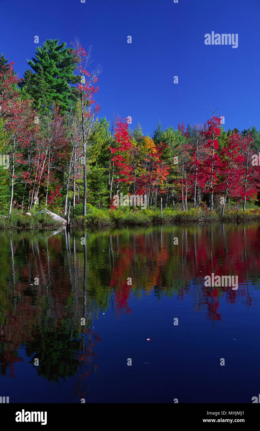 Beaver pond, Penobscot County, Maine Stock Photo Alamy