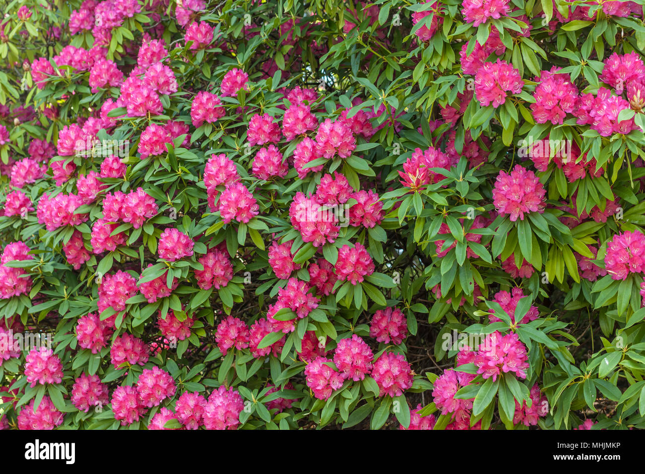 blossom of bright pink flowers Stock Photo