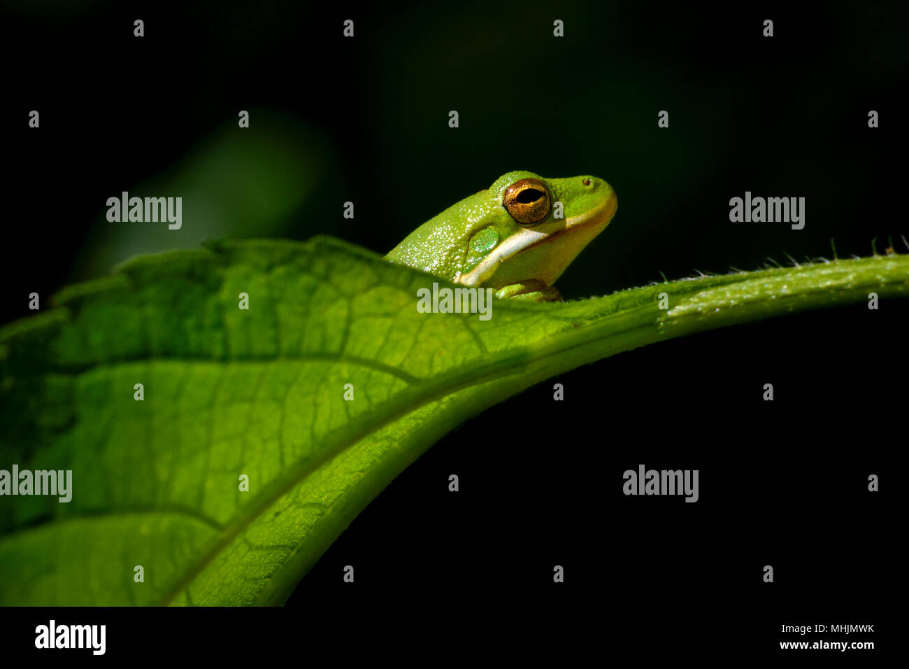 American green tree frog (Hyla cinerea) peering over a leaf. Copy space Stock Photo