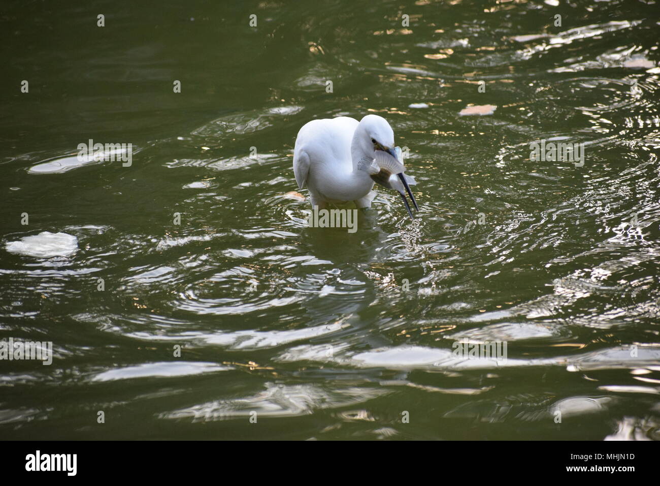 Little Egret feeding in the grounds of an abandoned fairground in Taiwan Stock Photo
