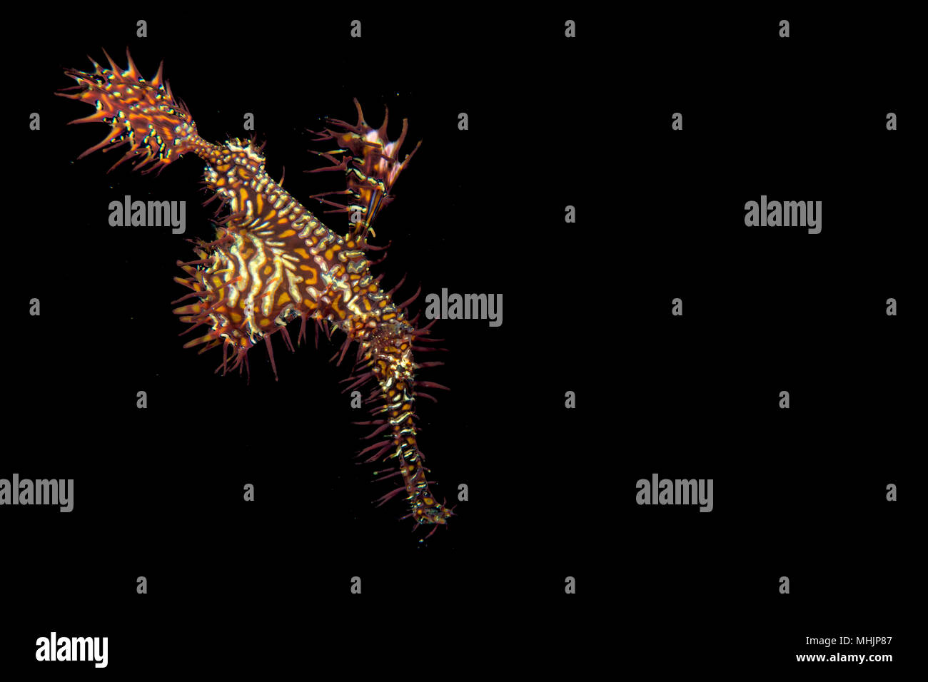 An ornate ghost pipe fish in the black background in Cebu Philippines Stock Photo