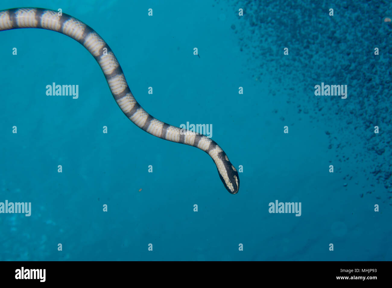 The poisonus black and white sea snake on the deep blue background in Cebu Philippines Stock Photo