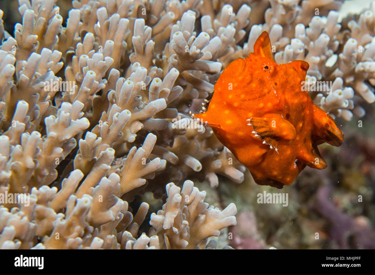 Pacific island frog fish hi-res stock photography and images - Alamy